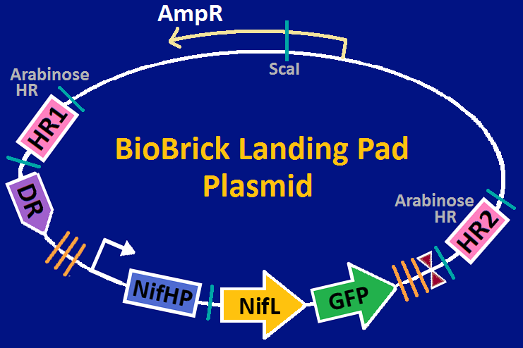 Landing pad plasmid.png