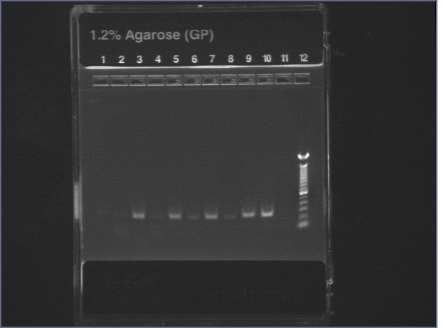 7-10-08 16S PCR 2.jpg