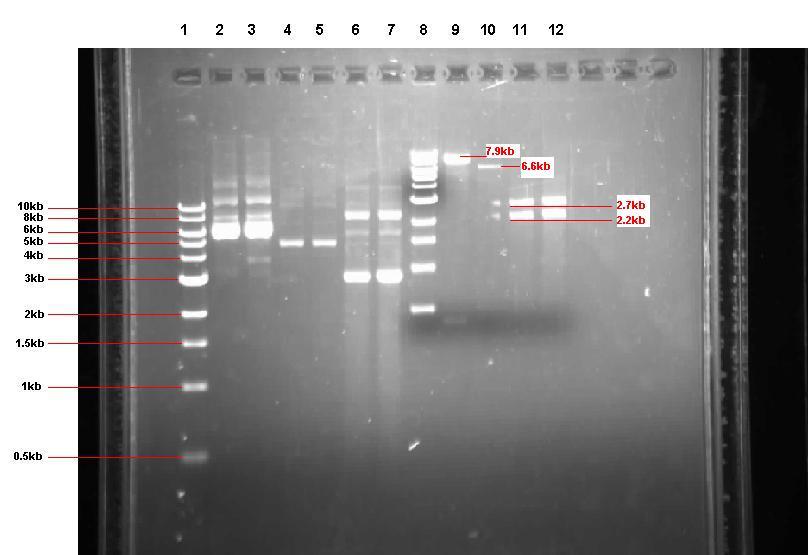 Gel showing our 3 unrestricted plasmids, along with the 4 restrictions