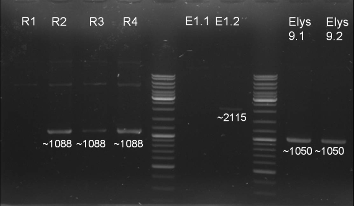080912 controllgel PCR small.jpg