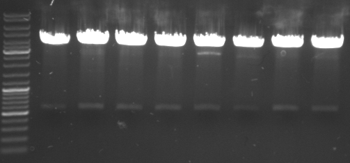 Hd-phage-08-10-3-digestion-cmr.jpg