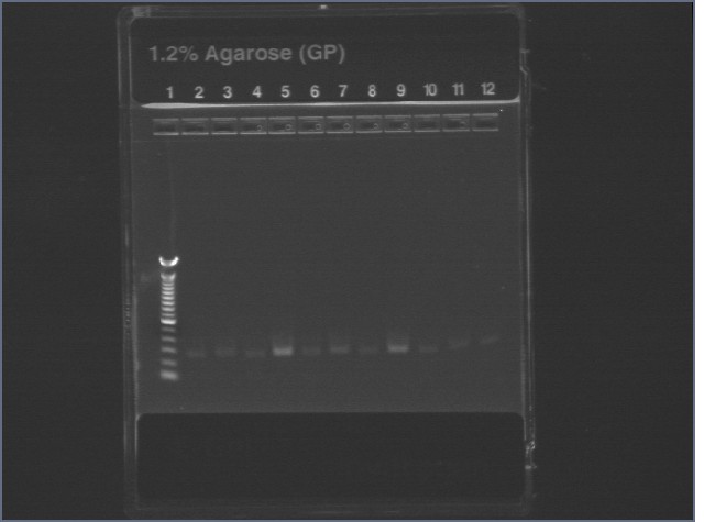 7-10-08 16S PCR.jpg