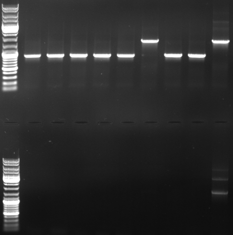Hd-phage-08-10-13-pcr-pBlueGFPCmR.jpg