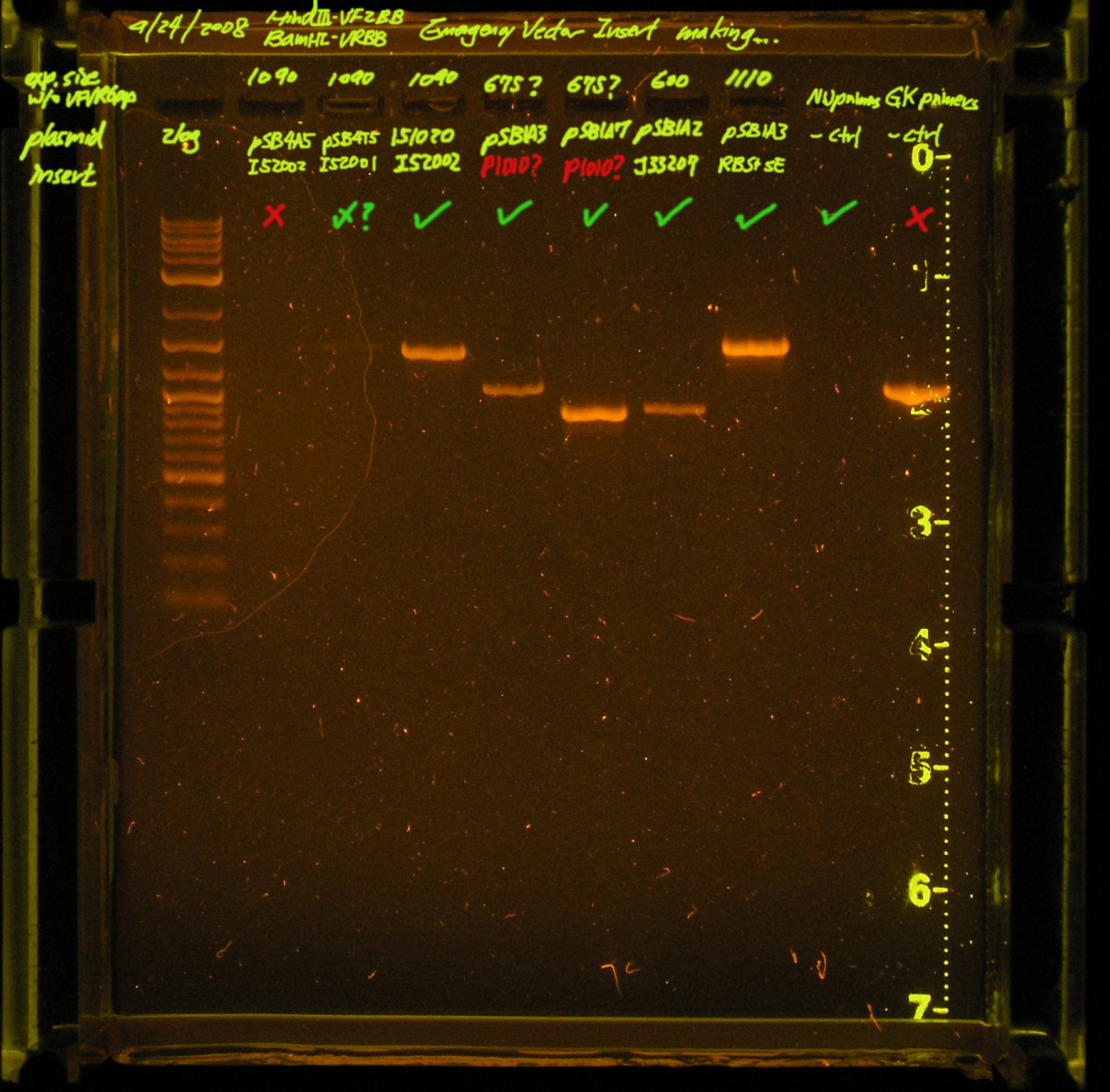 20080924-emergency vector pRLBB vector insert PCR redo.annotated.jpg