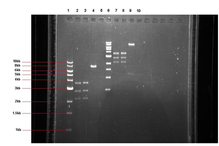 Gel showing pUC57-ncl08, pGFp-rrnB and pJWV021 restrictions ran on a gel after 1 hour 30 mins and 2 hours 30 mins incubation.