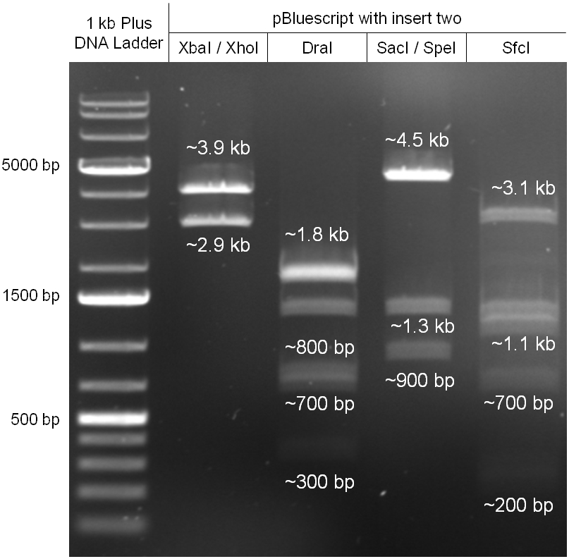 Hd-phage-pBlue insert2-controldigestion.jpg