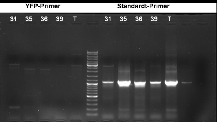 080923-PCR yfp small.jpg