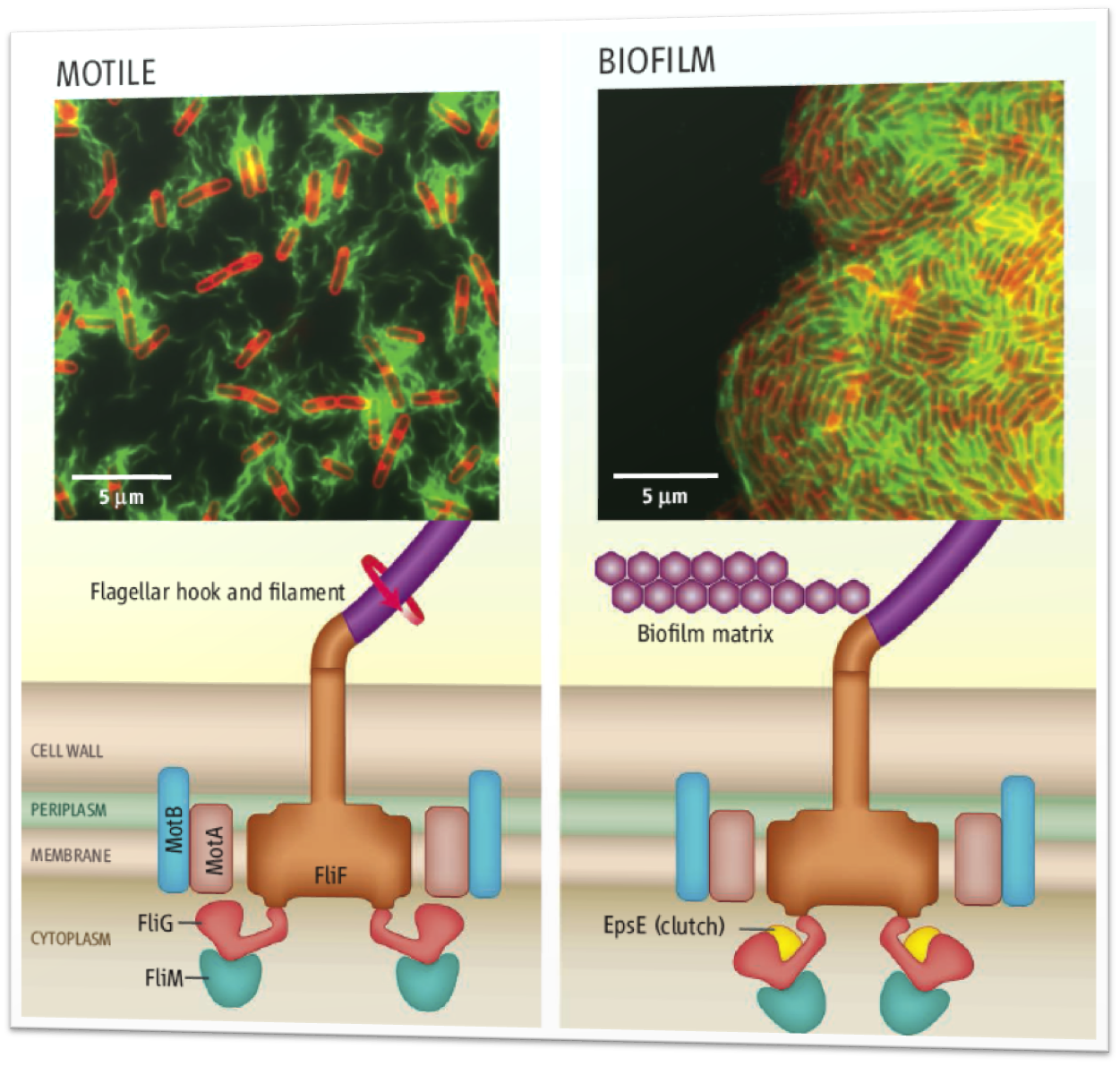 Motile B. subtilis cells are powered by interactions between protein complexes, generating torque for locomotion. The protein EpsE acts as a molecular clutch to disengage the flagellar motor, leaving the flagellum intact but unpowered. This quickly halts locomotion[http://www.sciencemag.org/cgi/reprint/320/5883/1599.pdf]