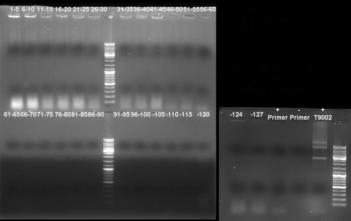 080920-PCR-screen-T9002-GFP small.jpg