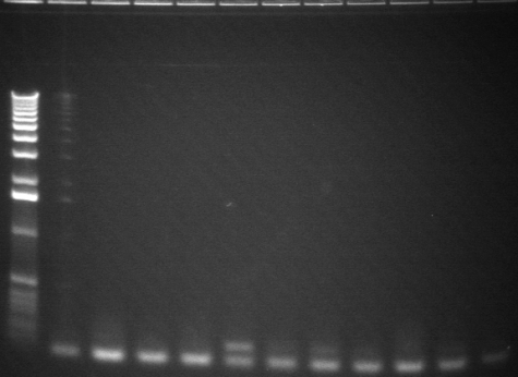 8-6 pcr fifth 11 from back.jpg
