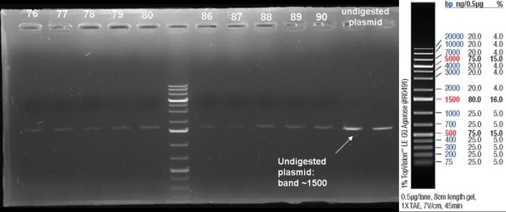 080916-PCR of mini pSB1A3-rec-cloning small.jpg