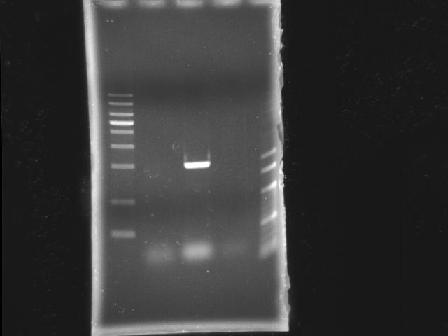 NYMU 20080909 pst PCR.JPG