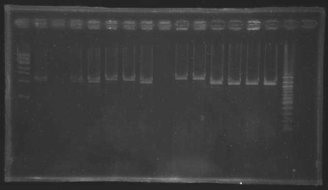 Screening-PCR-080812.JPG
