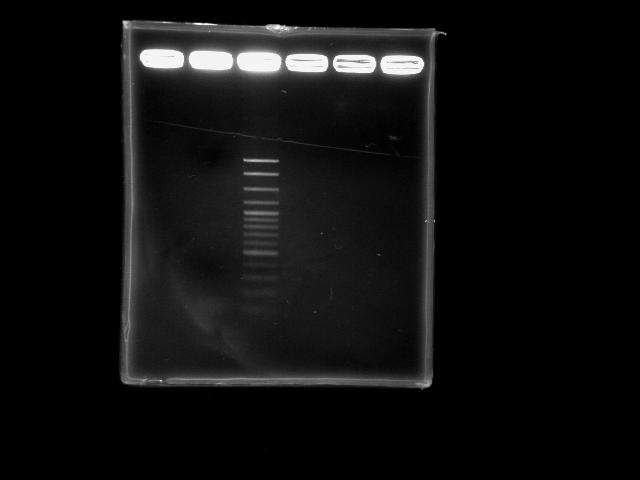 NYMU 20080905 ppk PCR.JPG