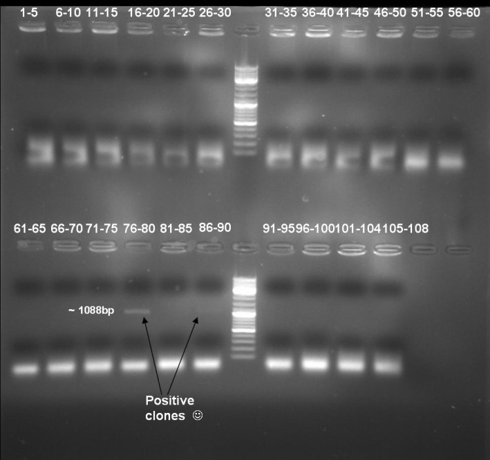 080915 PCR controll screen pSB1A3-Receiver small.jpg