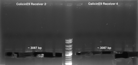081012-standardization colE9 rec gelex PCR small.jpg
