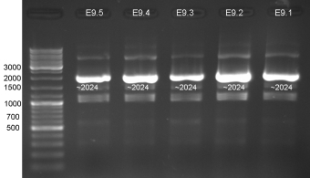 20080910 ColE9 PCR080909 small.jpg