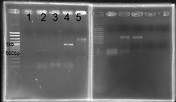 NYMU PCR rpaa sasa.jpg
