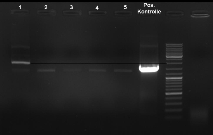 080917-pQE30His PCR controlgel 2 small.jpg