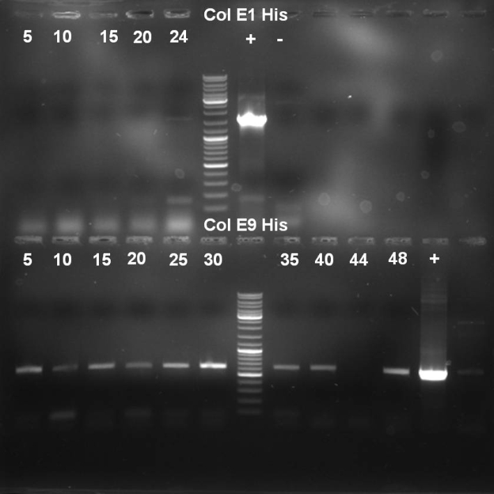 080927-colE1 colE9 Histag PCR screen small.jpg