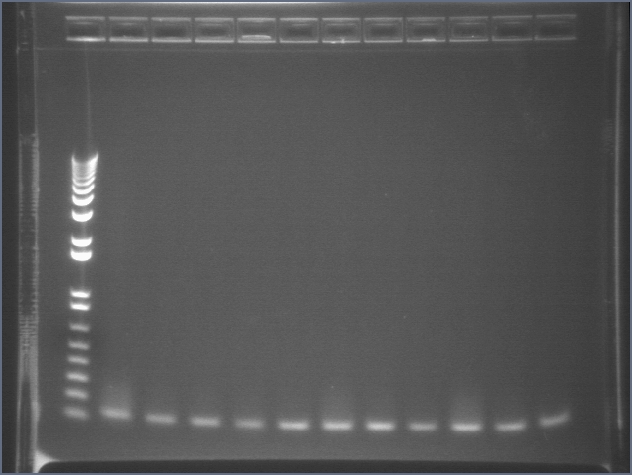 8-19 PCR 1 MXHTA.jpg