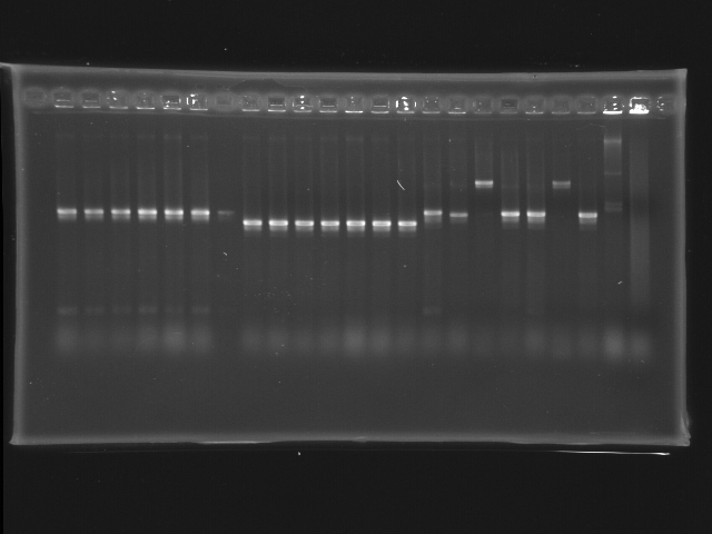 NYMU 20080921 colony PCR.jpg