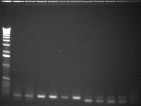 8-6 pcr sixth 11 from back.jpg