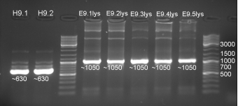 20080910 ColE9 His ColE9 lys PCR080909 small.jpg