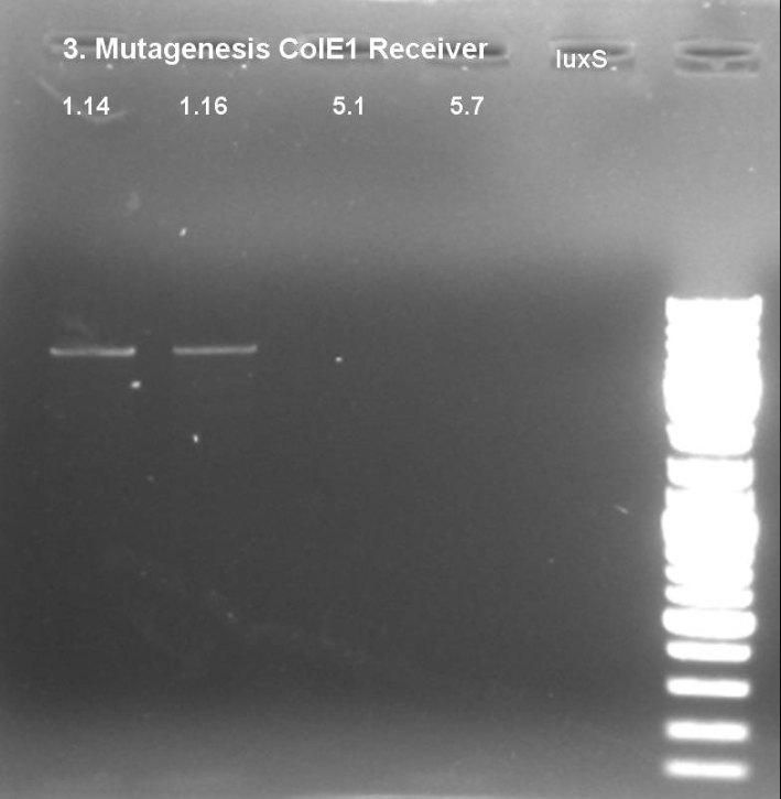081012-3rd mutagenesis controll gel small.jpg