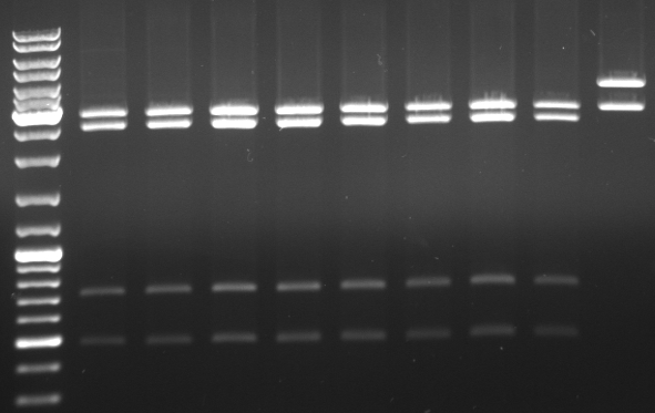 Hd-phage-08-10-20 pBlue insert new XbaI-XhoI.jpg