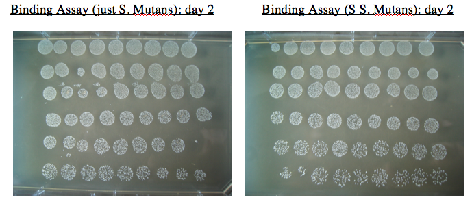 Binding assay without HA