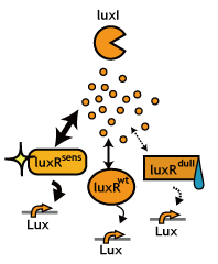 Fig.6 LuxR mutant