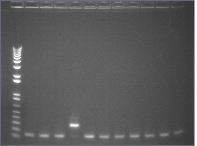 8-19 PCR 3 MXHTA.jpg