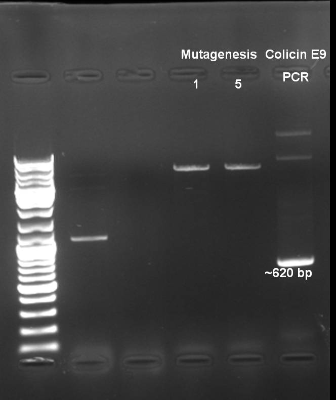 081011-controlgel 2nd mutagenesis.jpg