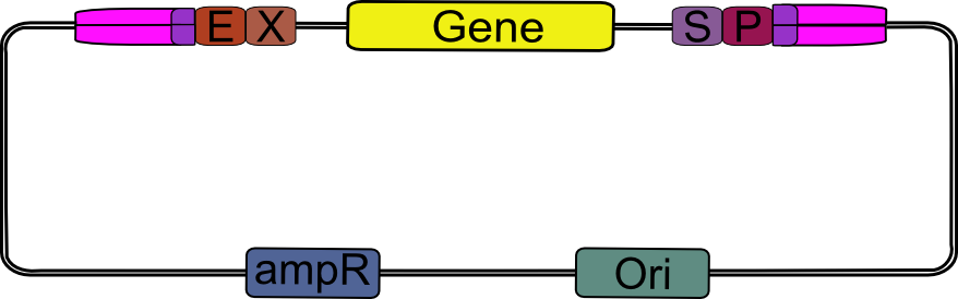 gene of interest in pSB_LIC