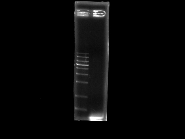 NYMU 20080904 pst PCR.JPG
