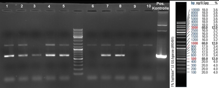 080917-pQE30His PCR controlgel 4 small.jpg