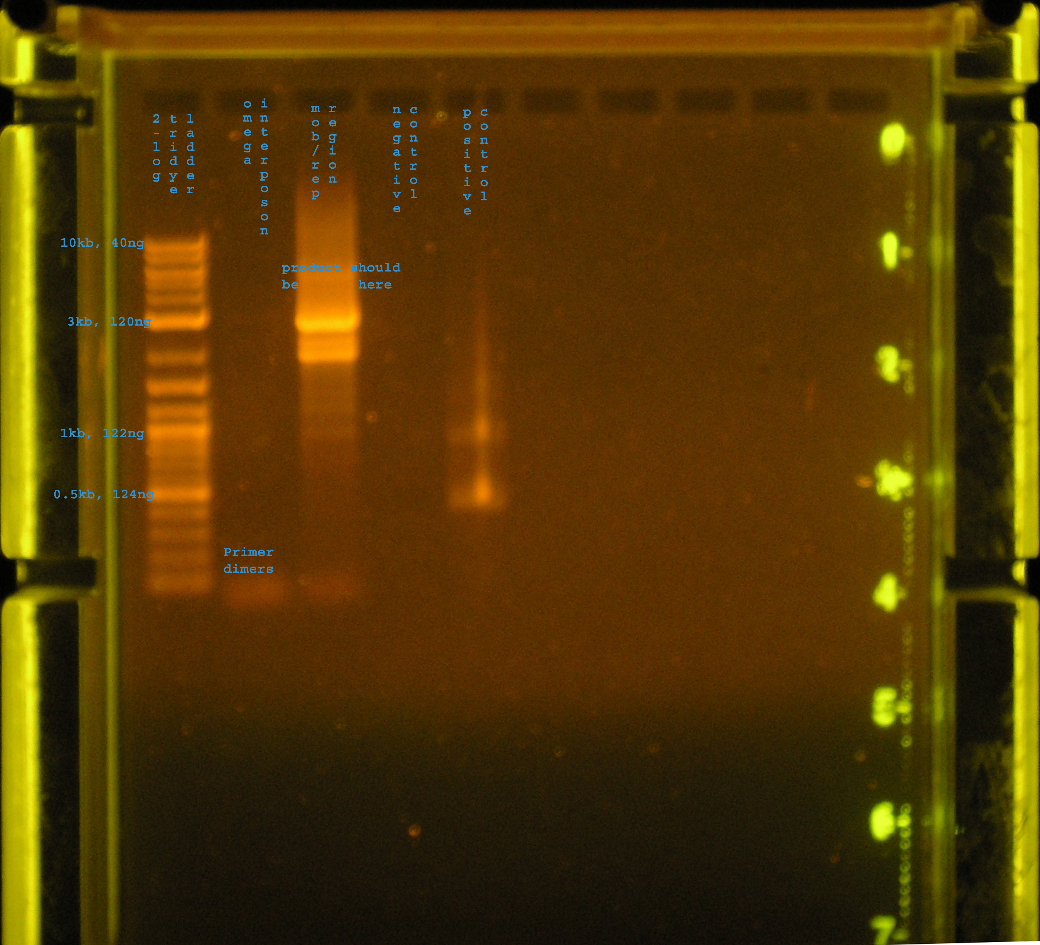 PCR 7 23 omega repmob.jpg