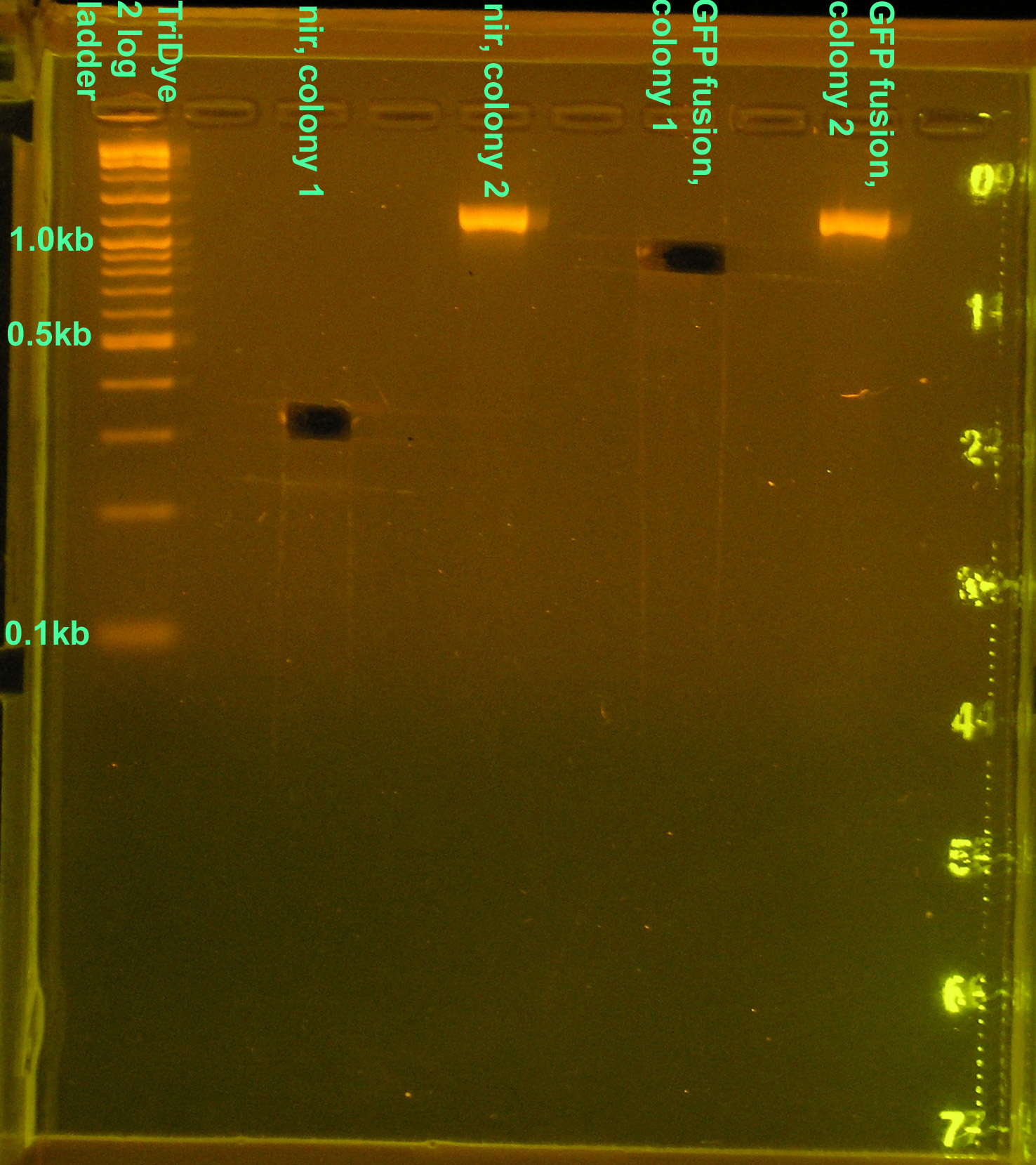 080208 PCR gel extraction.jpg