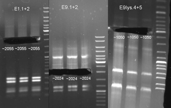20080911 PCR colicins gelex small.jpg