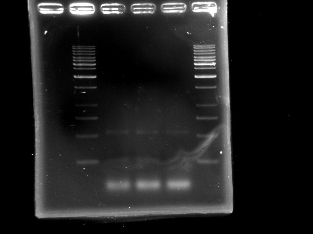 NYMU 20080902 pst PCR.JPG