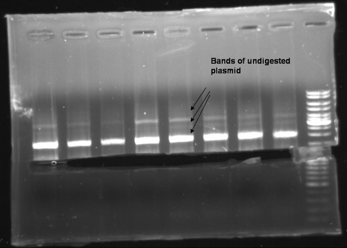 080918-gelextraction T9002 wo GFP PCR small.jpg