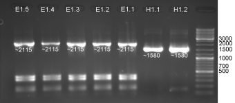 20080910 ColE1 His ColE1 His PCR080909 small.jpg