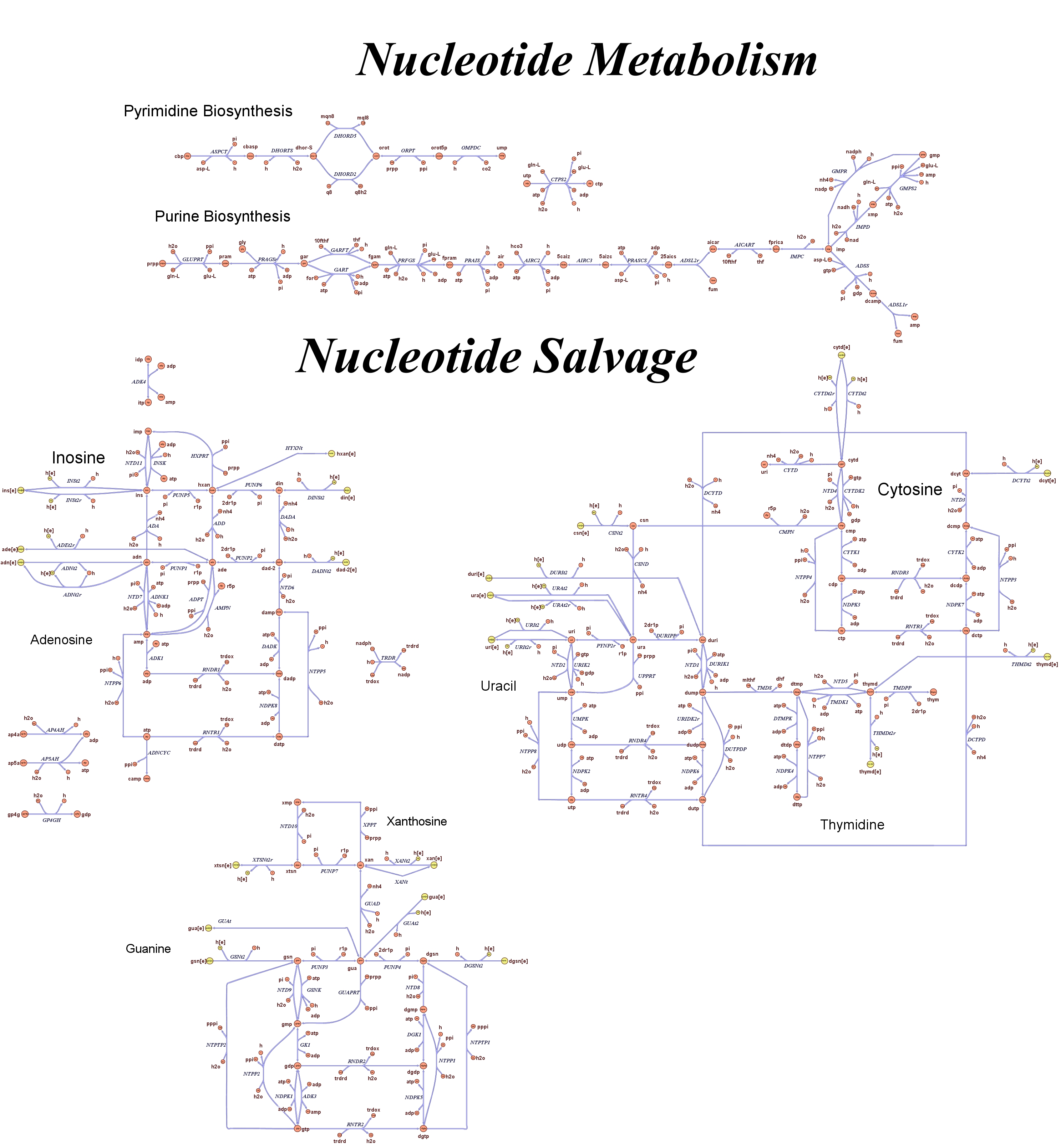Nucleotide.jpg