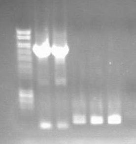 1st Gel OsmY KDP PCR.jpg