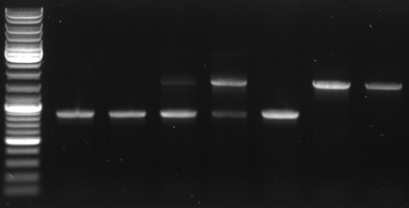 Hd-phage-08-10-9-pBlueCmRGFP-screening.jpg
