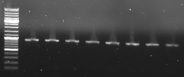 Hd-phage-08-10-6-cmr-pcr.jpg