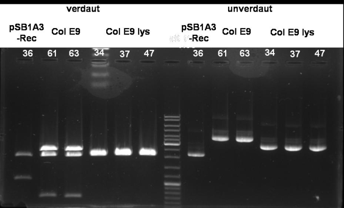 080929 digestion of ColE9-lys pSB1A3 receiver cloning small.jpg