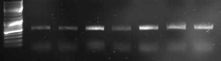 Hd-phage-08-10-01 pcr oriT2.jpg