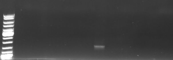Hd-phage-08-10-10-screening pcr-pBlue.jpg
